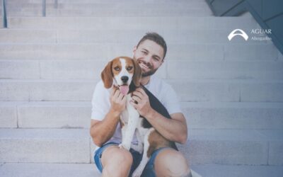 Custodia compartida de mascotas: cuándo se concede y cómo se regula